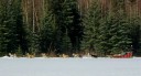 dog sled across beaver pond